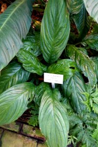 Tacca chantrieri - Bergianska trädgården - Stockholm, Sweden - DSC00452