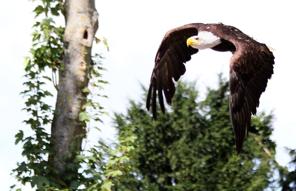Bird feathers bald eagle