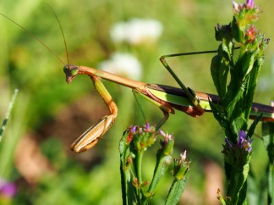 Tenodera sinensis 01