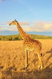 Animal wildlife safari