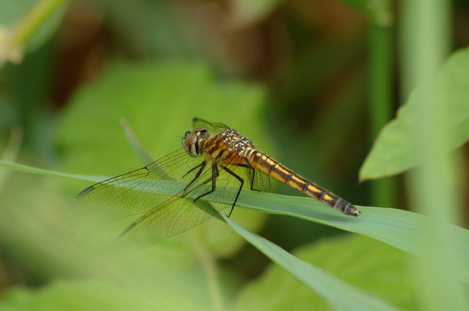 Wildlife wing summer