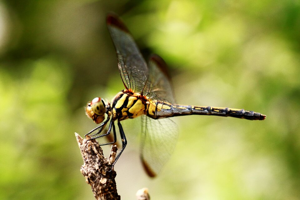 Insects wing macro