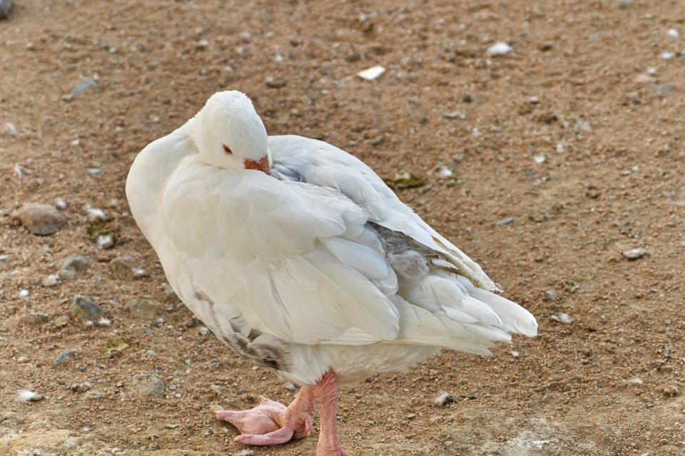 Taif Zoo Sleeping Goose