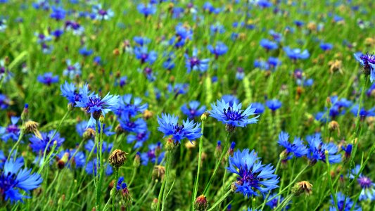 Grain flower blue