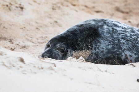 Beach dune helgoland