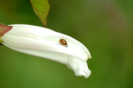 Spring bug white