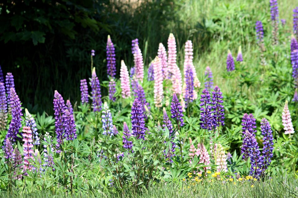 Lupins sweden summer flowers