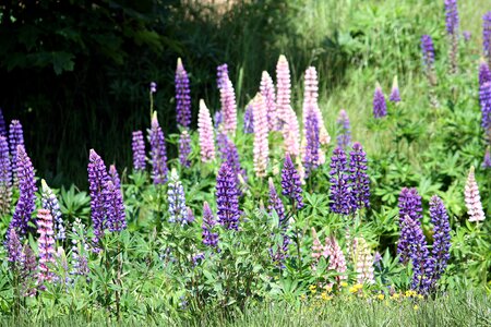 Lupins sweden summer flowers