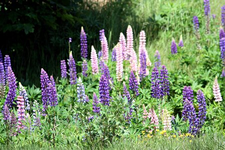 Lupins sweden summer flowers photo