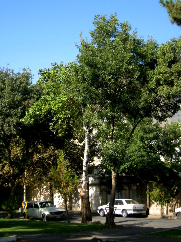Takhti Park - Nishapur 12