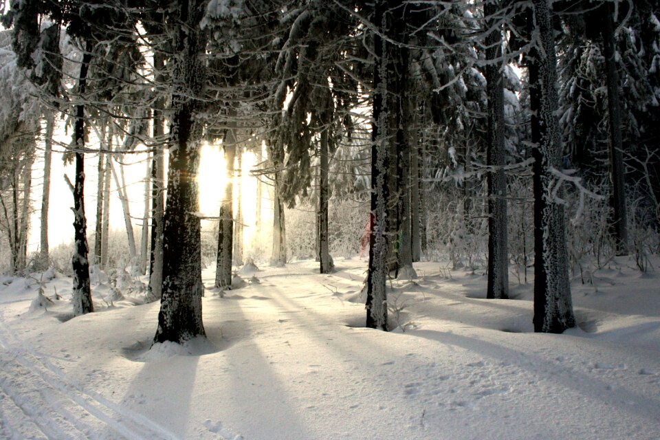 Snow trees cold photo