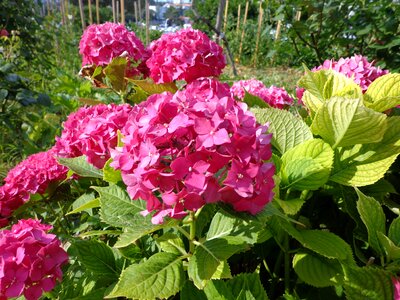 Garden fuchsia pink photo