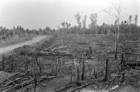 Talang Djimar (bij Prabamoelih) De tani - de indonesische landbouwer - houdt er, Bestanddeelnr 404-2-1