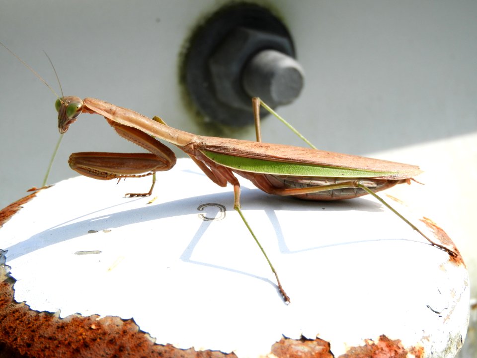 Tenodera aridifolia(Female,Japan,2017.10.08)