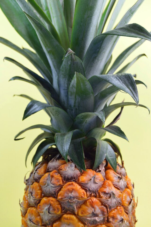 Plant sweet juicy