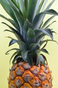Plant sweet juicy