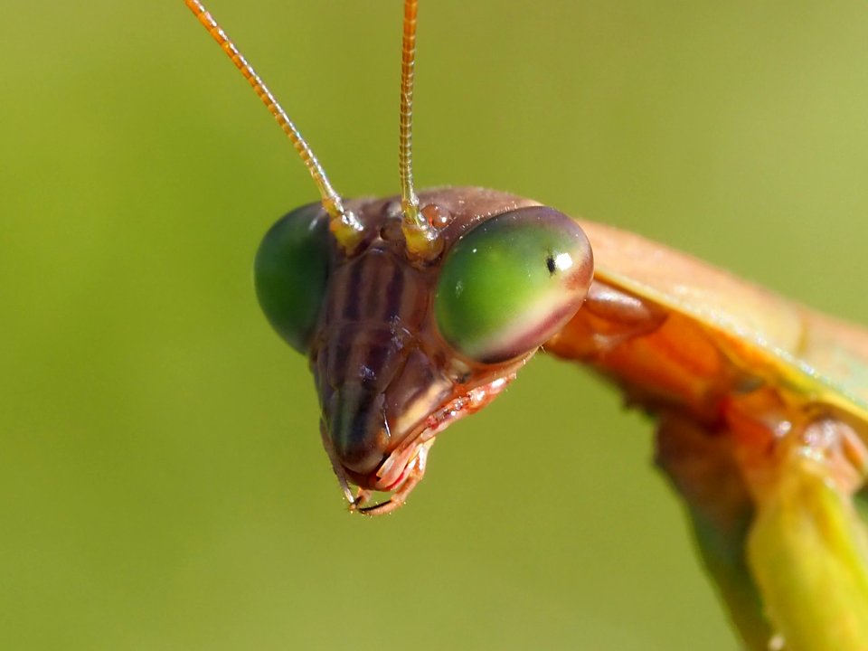 Tenodera sinensis 03