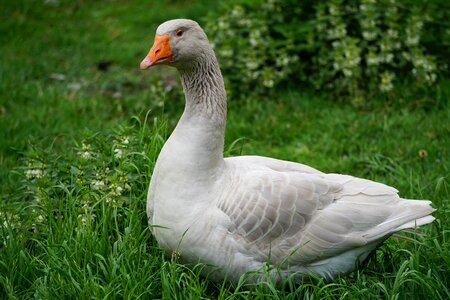 Steinbacher fighting goose animal nature bird