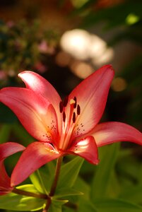 Pink garden summer photo