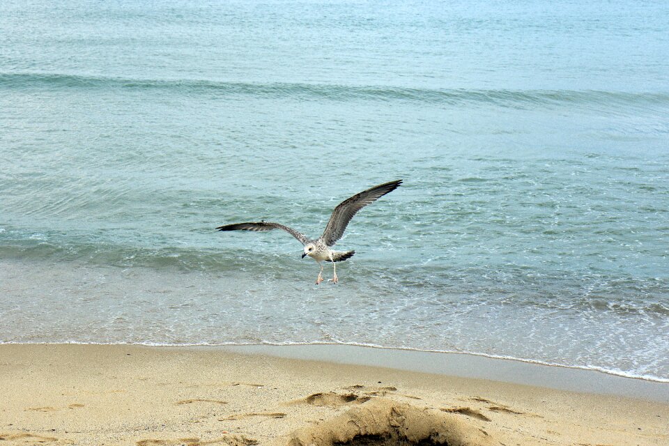 The black sea bird wings