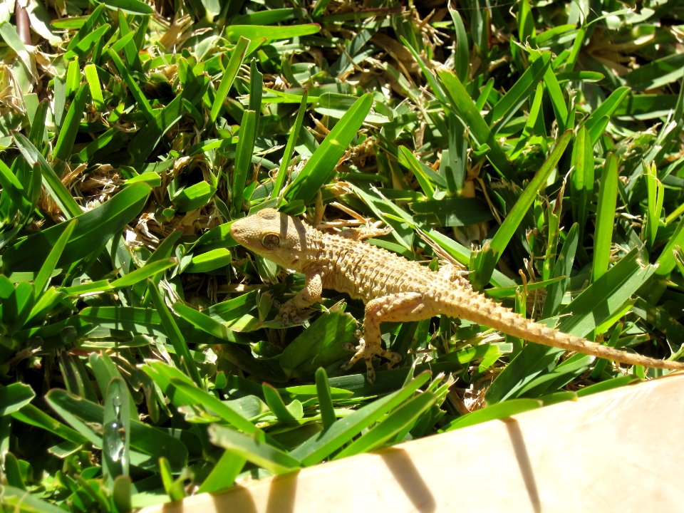 Tarentola mauritanica, Fuengirola, Spain