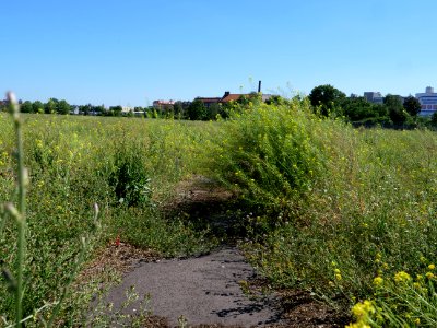 Tempelhofer Feld 2019-06-27 13