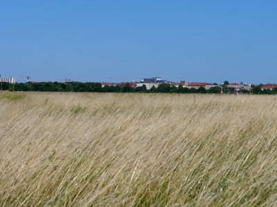 Tempelhofer Feld 2019-06-27 10