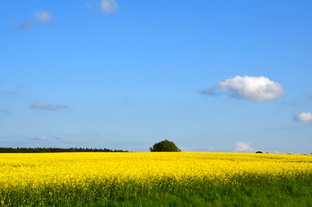 Yellow nature field photo