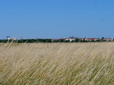 Tempelhofer Feld 2019-06-27 11