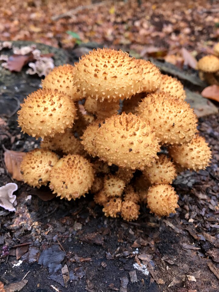 Autumn forest mushroom