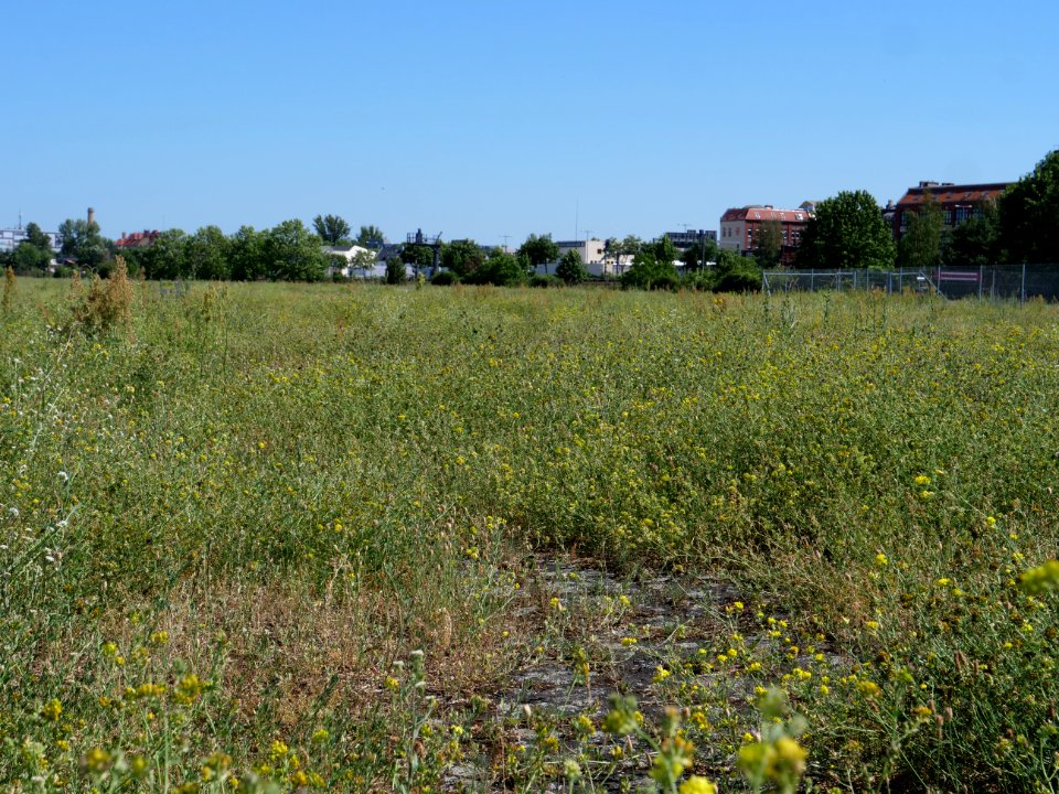 Tempelhofer Feld 2019-06-27 20