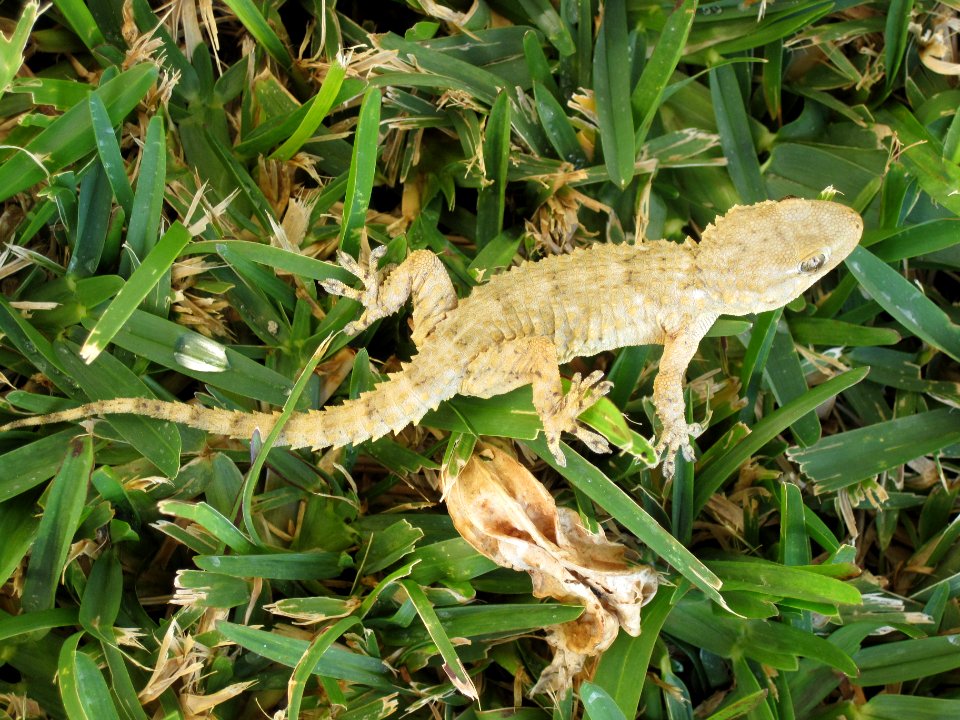 Tarentola mauritanica (wallgecko), Cala de Mijas, Spain