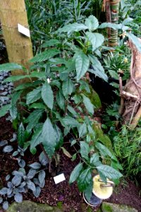 Tarenna gracilipes - Botanischer Garten - Heidelberg, Germany - DSC01123