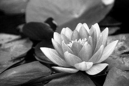 Lotus flower gray water