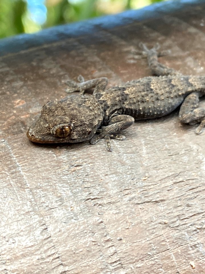 Tarentola angustimentalis 61854917