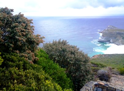 Tarchonanthus littoralis and Euclea racemosa - Cape Point