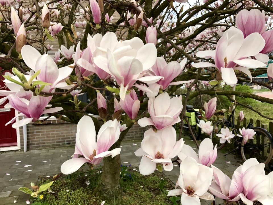 Spring nature netherlands