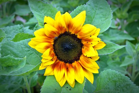 Yellow nature summer