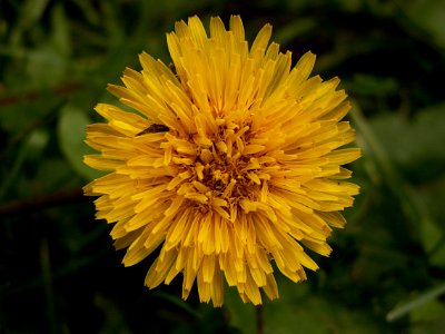 Taraxacum officinale 2014-06-29 Beechview 01