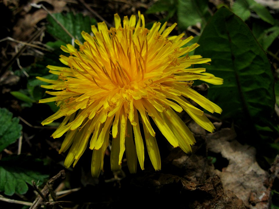 Taraxacum officinale, 2020-04-18, Beechview