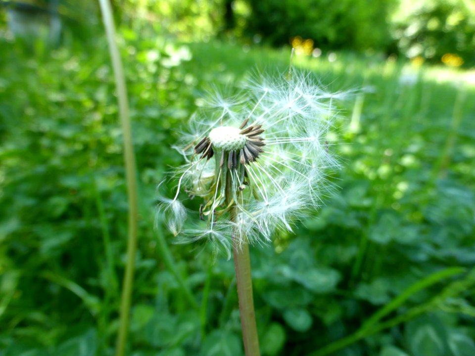 Taraxacum-1