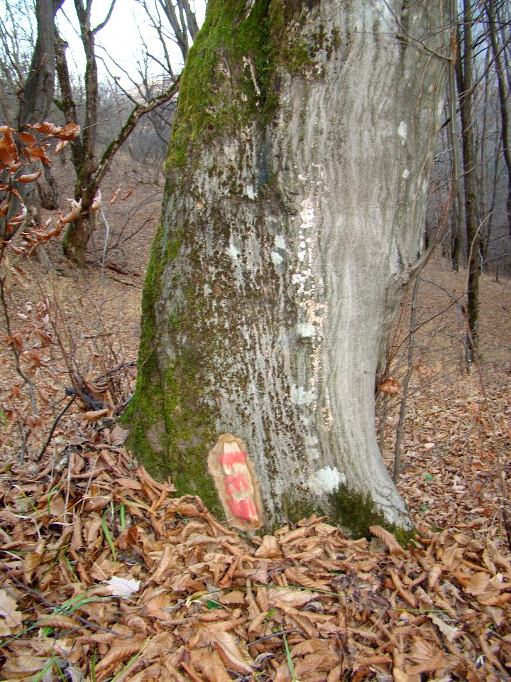 Teghut Mine - Kharatanots (location of future tailings) tree marked for cutting