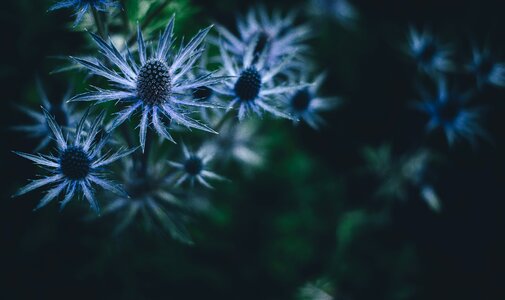 Flowers macro blue flower