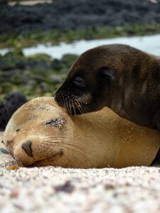Marine life mother young