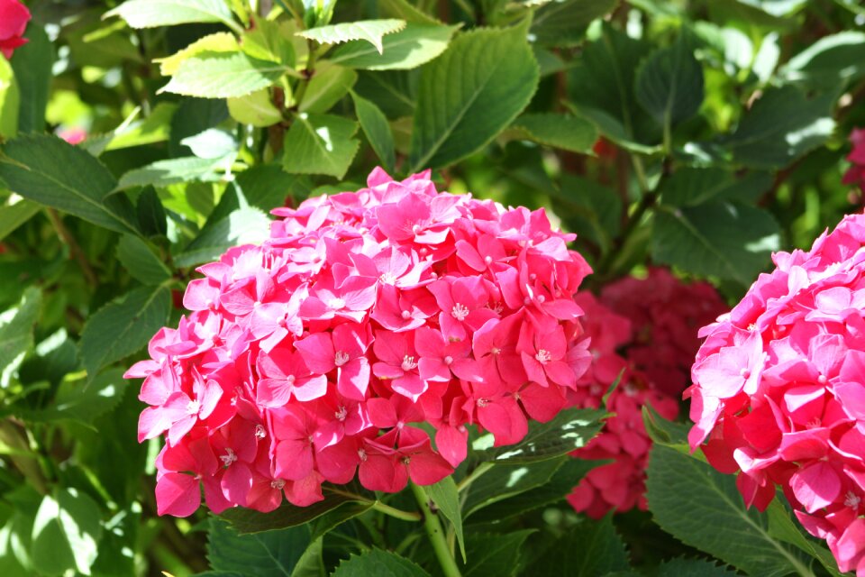 Bloom pink hydrangea flower
