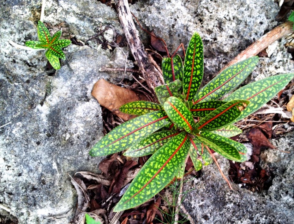 Tarenna borbonica seedlings - Ile aux aigrettes