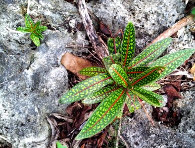 Tarenna borbonica seedlings - Ile aux aigrettes