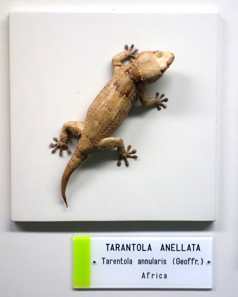 Tarentola annularis - Museo Civico di Storia Naturale Giacomo Doria - Genoa, Italy - DSC03189
