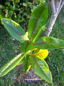 Tarenna borbonica leaf - bois de rat - Monvert Arboretum