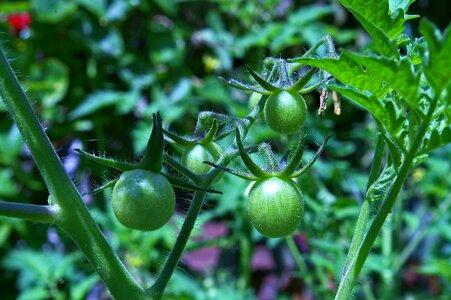 Naschtomaten green immature photo